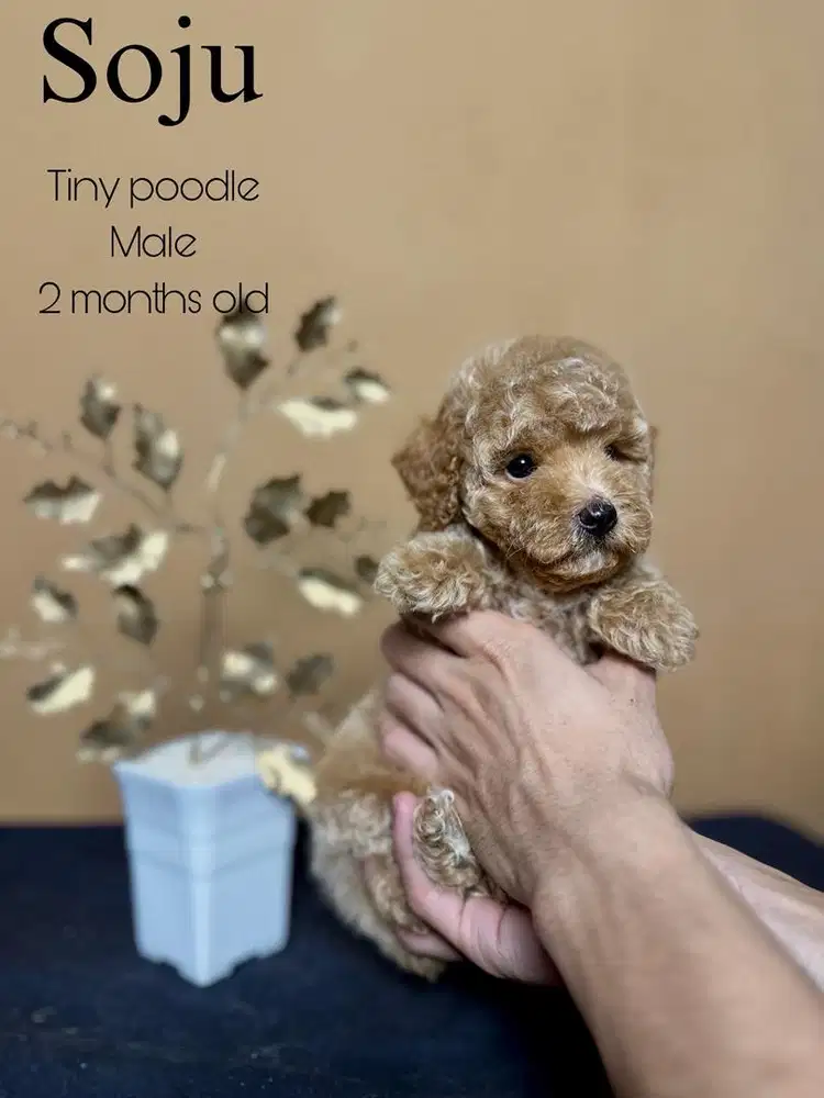 Tiny poodle jantan