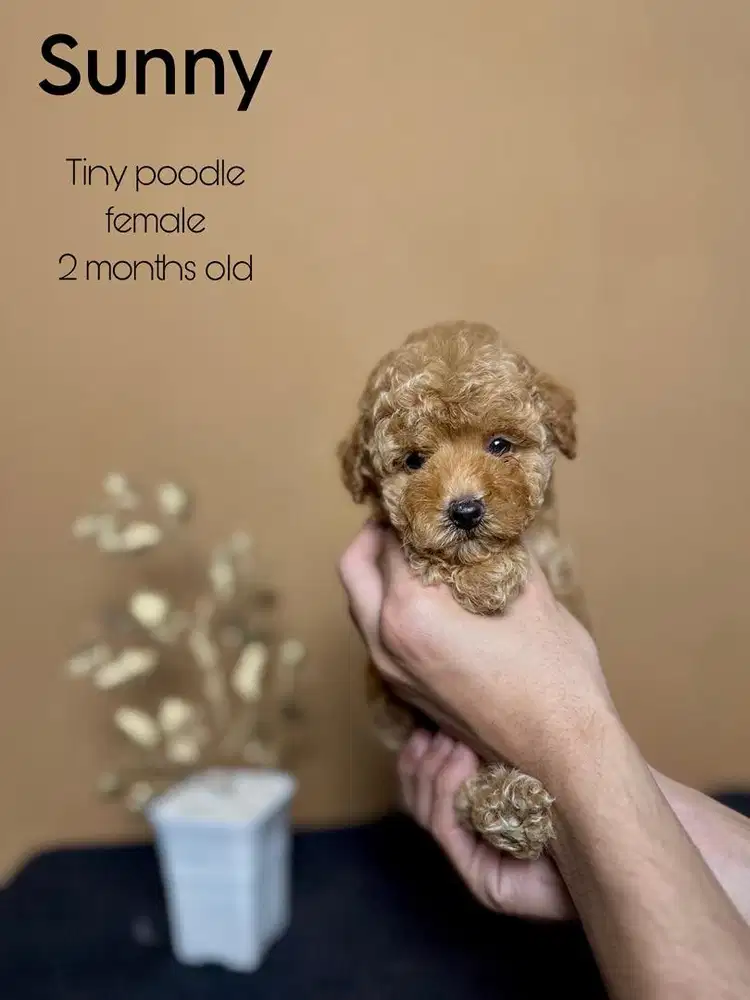 Tiny poodle betina