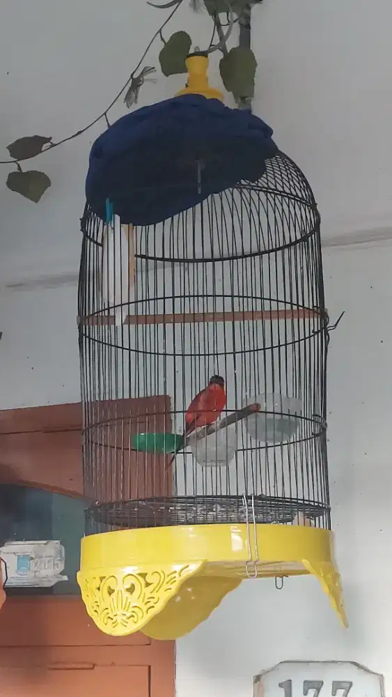 burung mantenan gunung fs