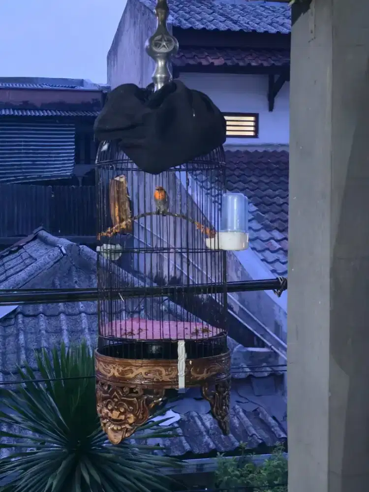 kandang sangkar helopet