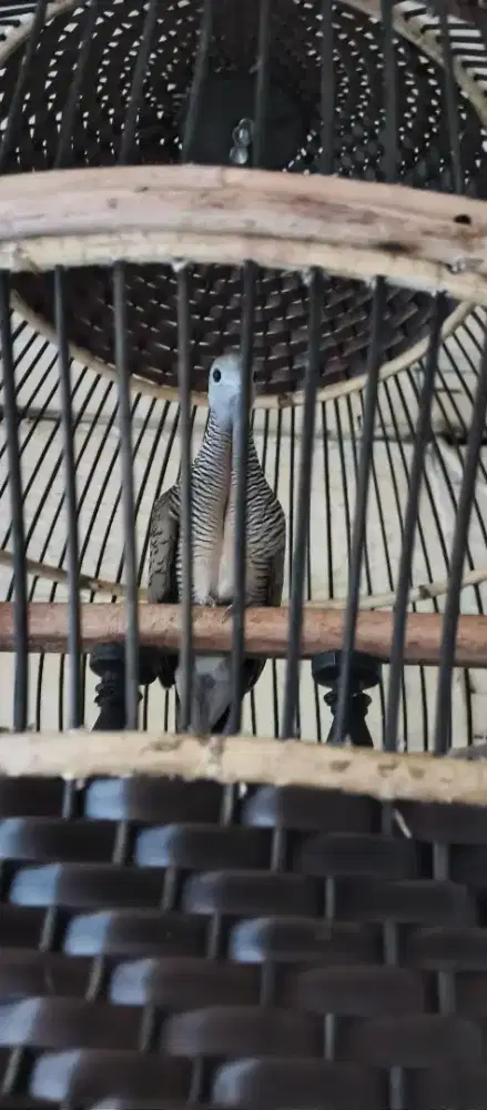 Perkutut banyu milih fullset