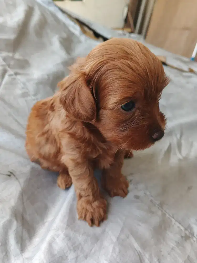 Anakan poodle zhitzu