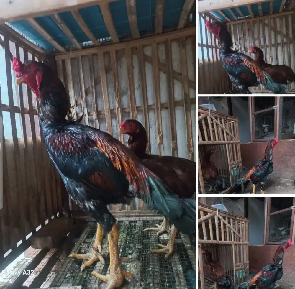 Sepasang Ayam shamo eropa x aseel parot