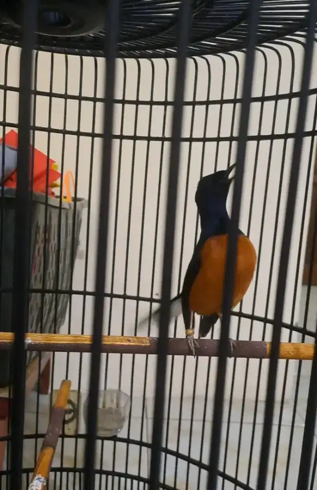 Murai prestasi fighter gacor