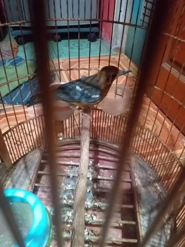 anis merah trotolan ngeriwik