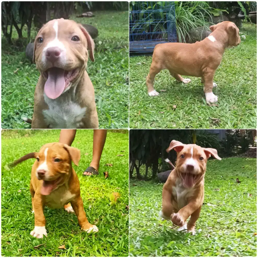 Pitbull Puppy 2 Bulan - Sehat, Aktif, Tulang Besar, Siap Adopt!