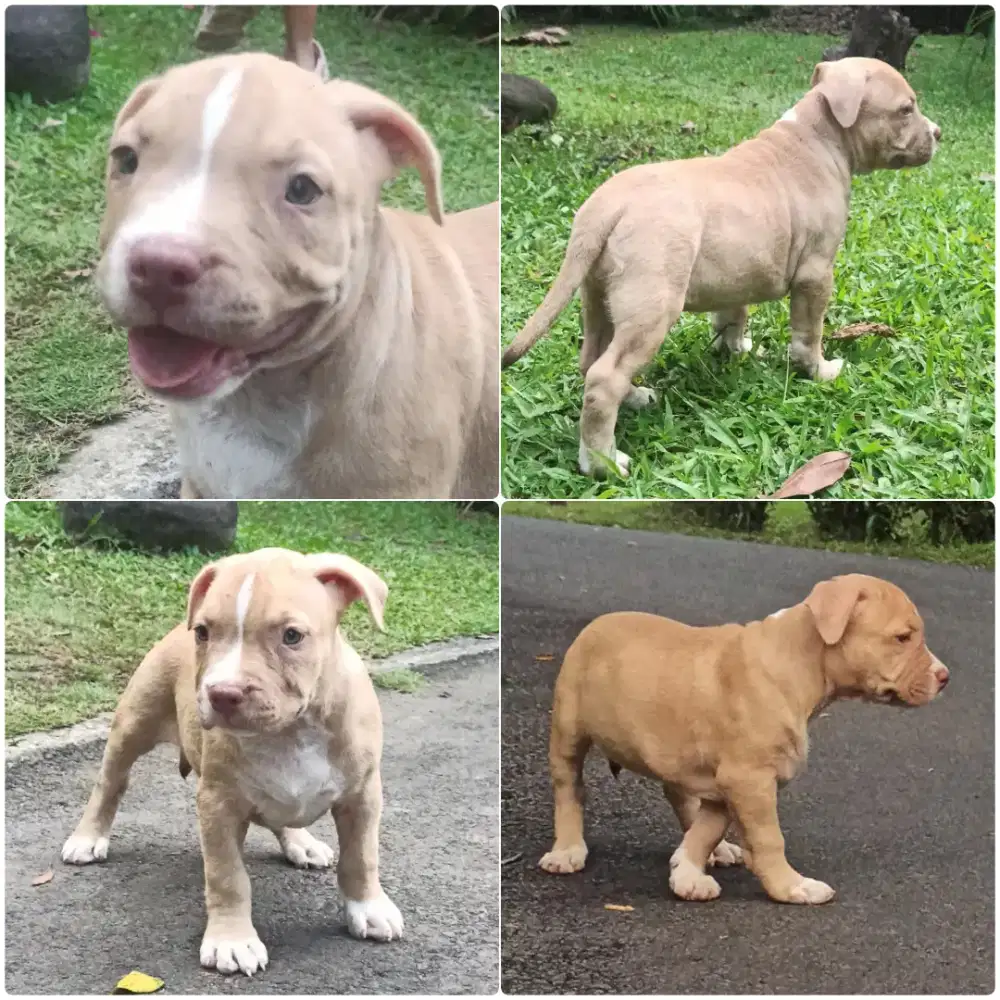Pitbull Puppy 2 Bulan - Sehat, Aktif, Tulang Besar, Siap Adopt!