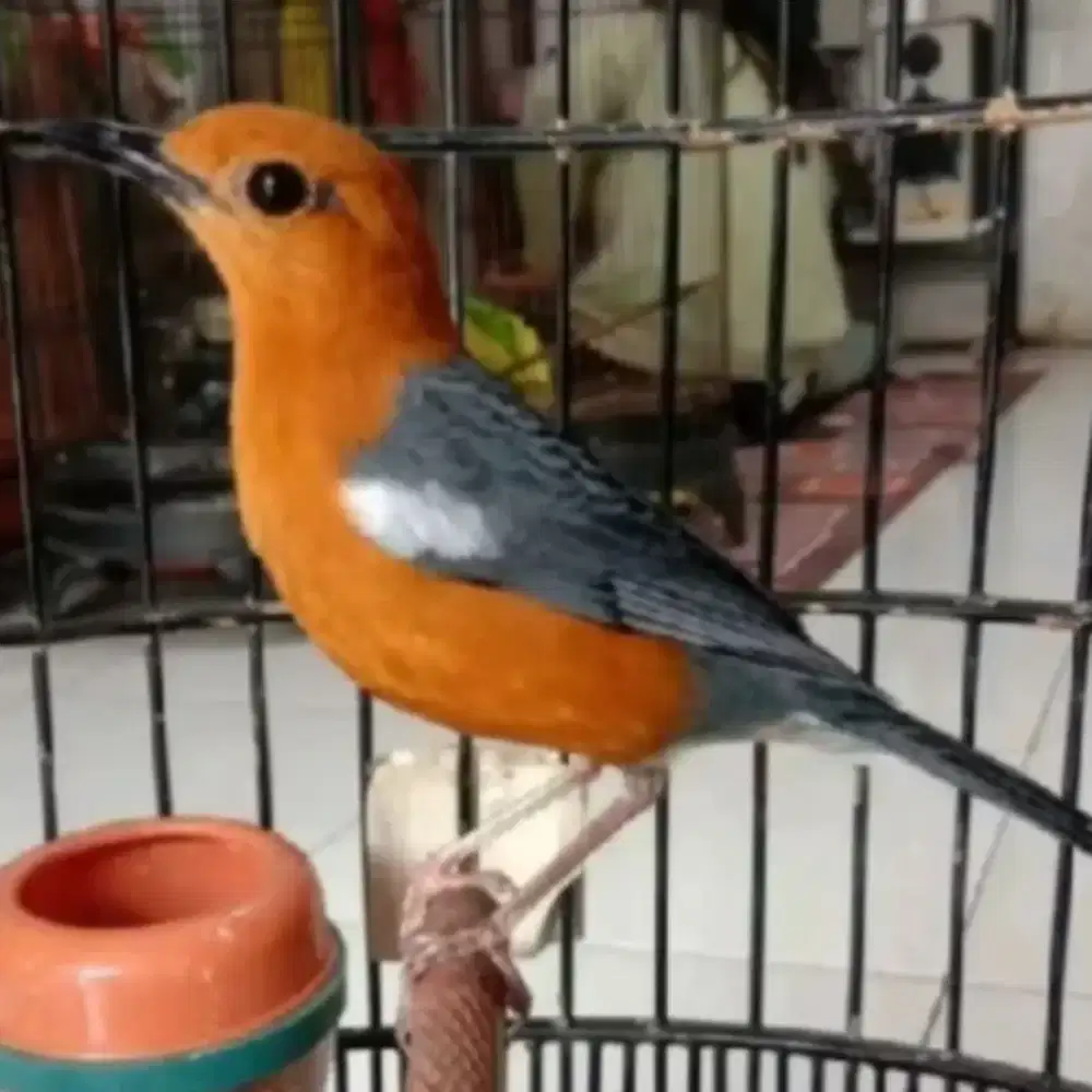 Anis Merah Gacor Burung Sehat Gemuk Mulus