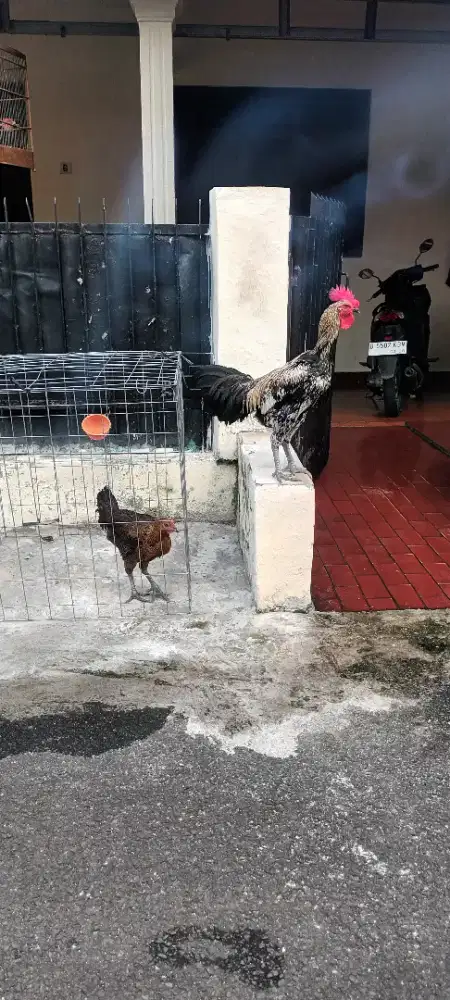 Ayam Pelung ASLI Sepasang