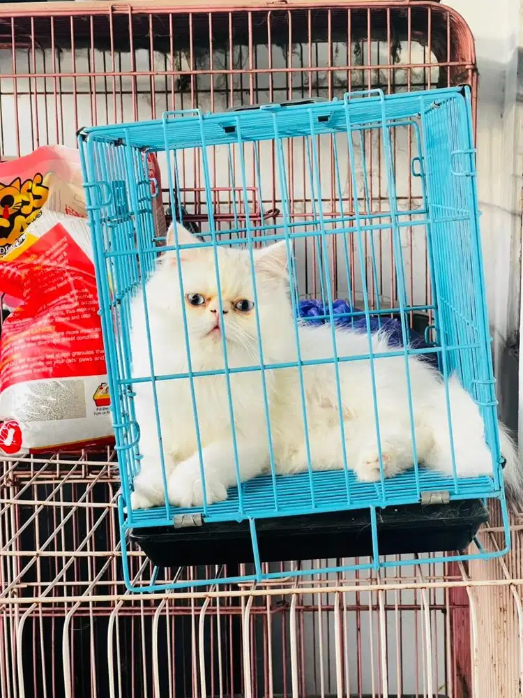 Kucing Persia Peaknose