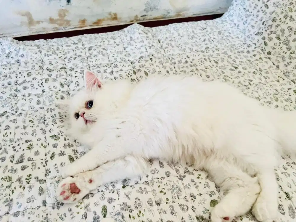 Kucing Persia Peaknose