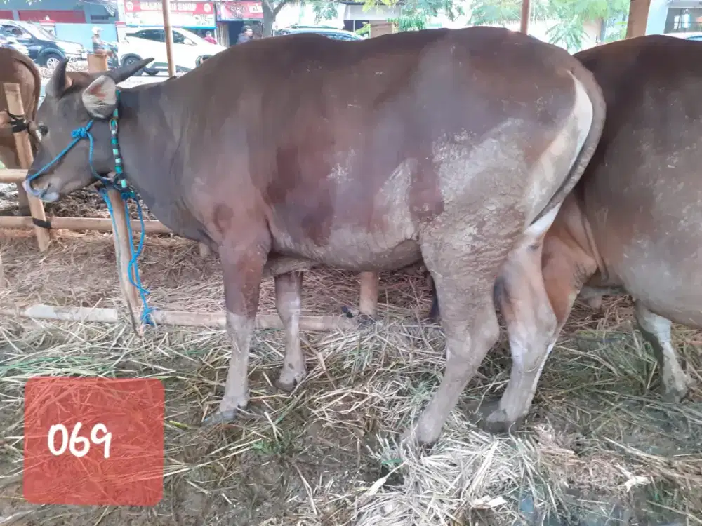 Hewan Qurban sapi bali dan bima