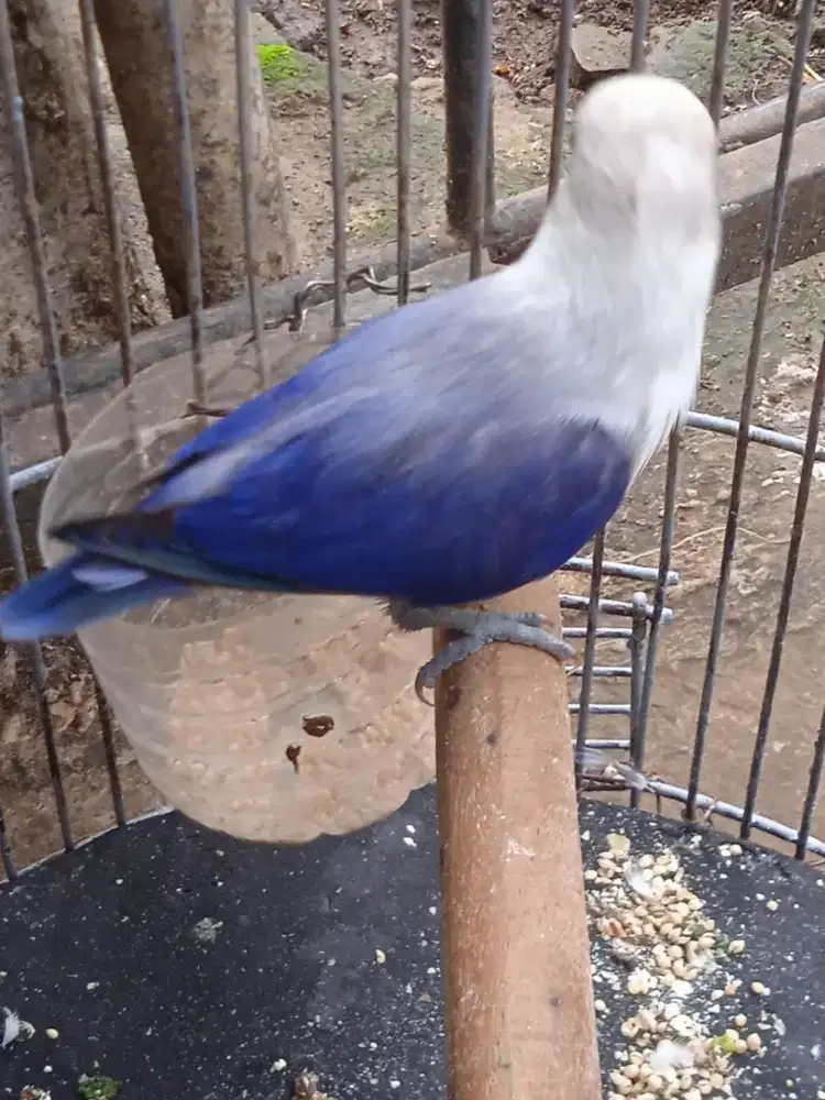Love birds biola blue