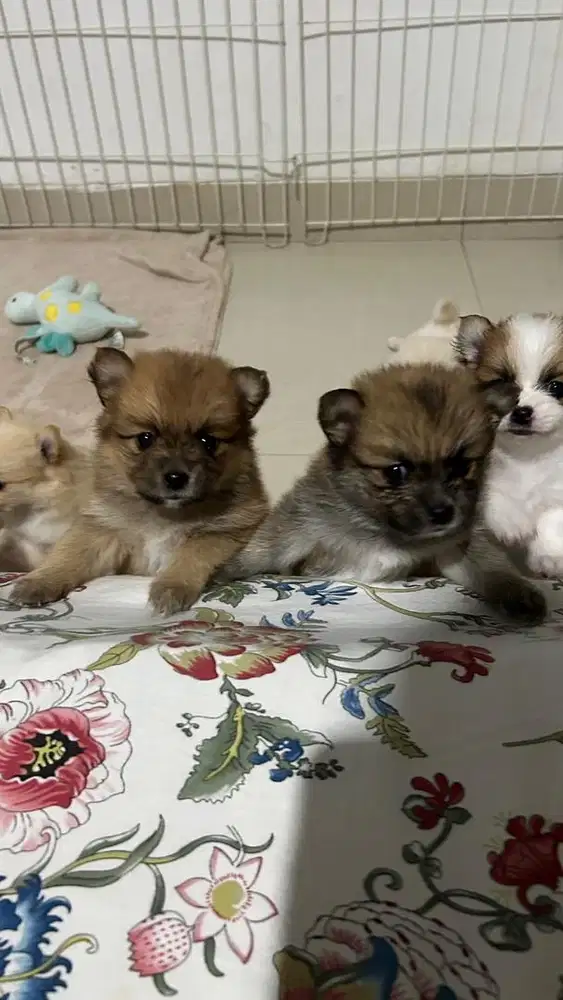 LOWONGAN ASISTEN TOKO MAKANAN ANABUL