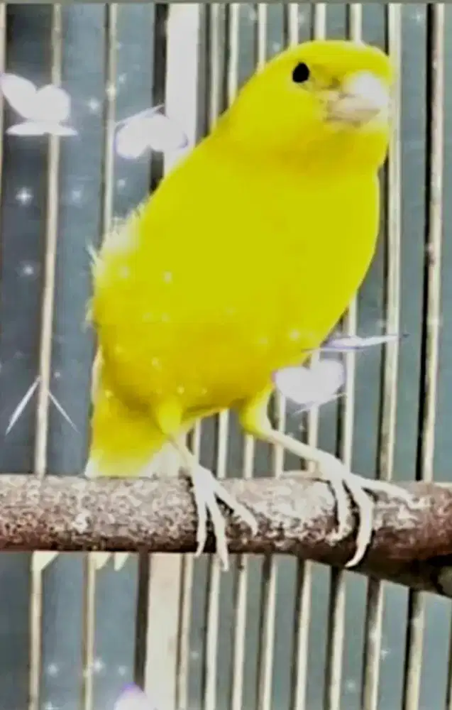 Gacoran Beres Mabung Mulai Ngerol Warna Cantik Kuning Satabilo