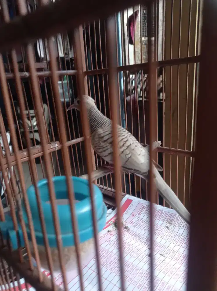 Burung perkutut gacor