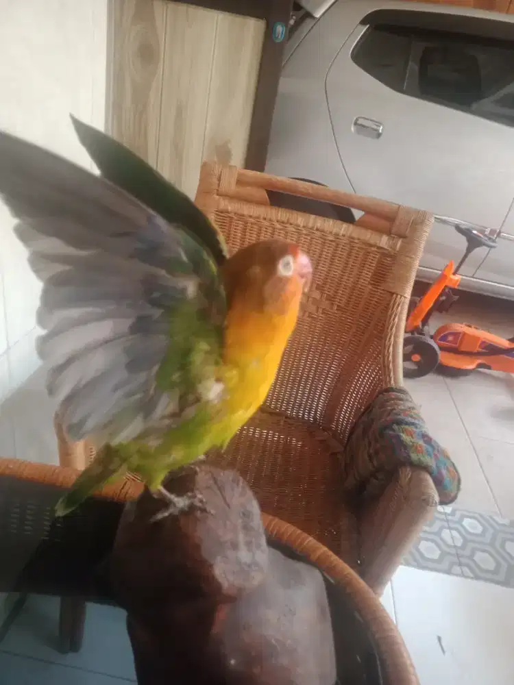 Jasa mengawetkan hewan/taksidermi