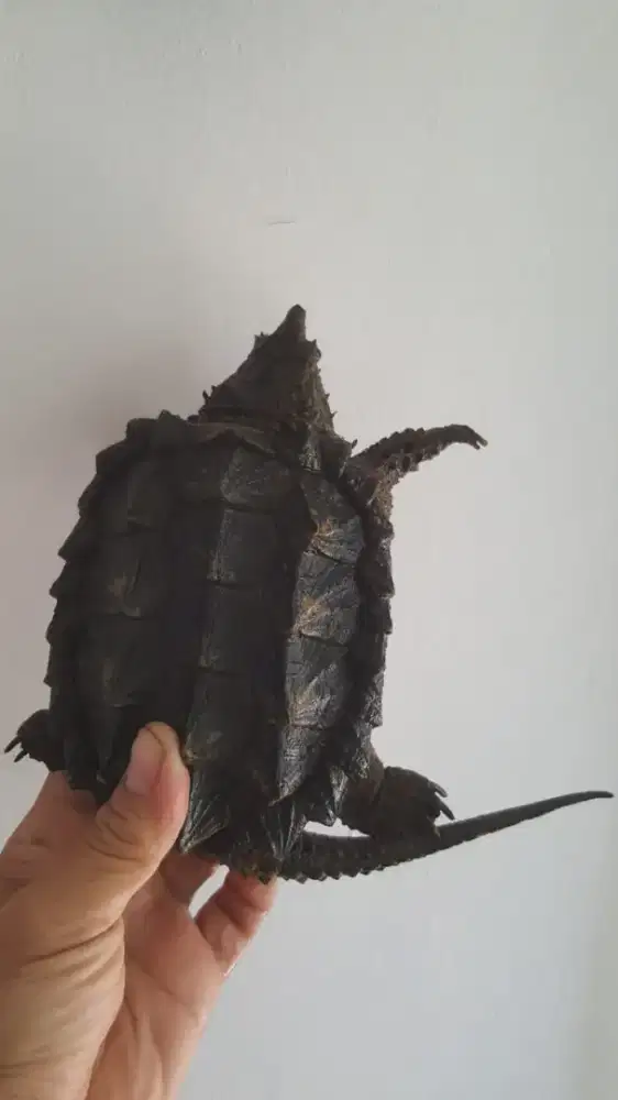 Kura kura snapping turtle AST