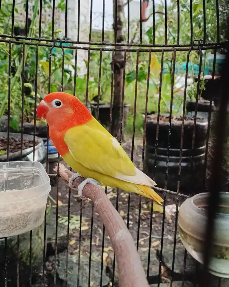 Lovebird biola pastelino