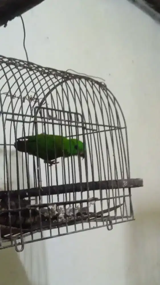 Burung masteran muda jantan