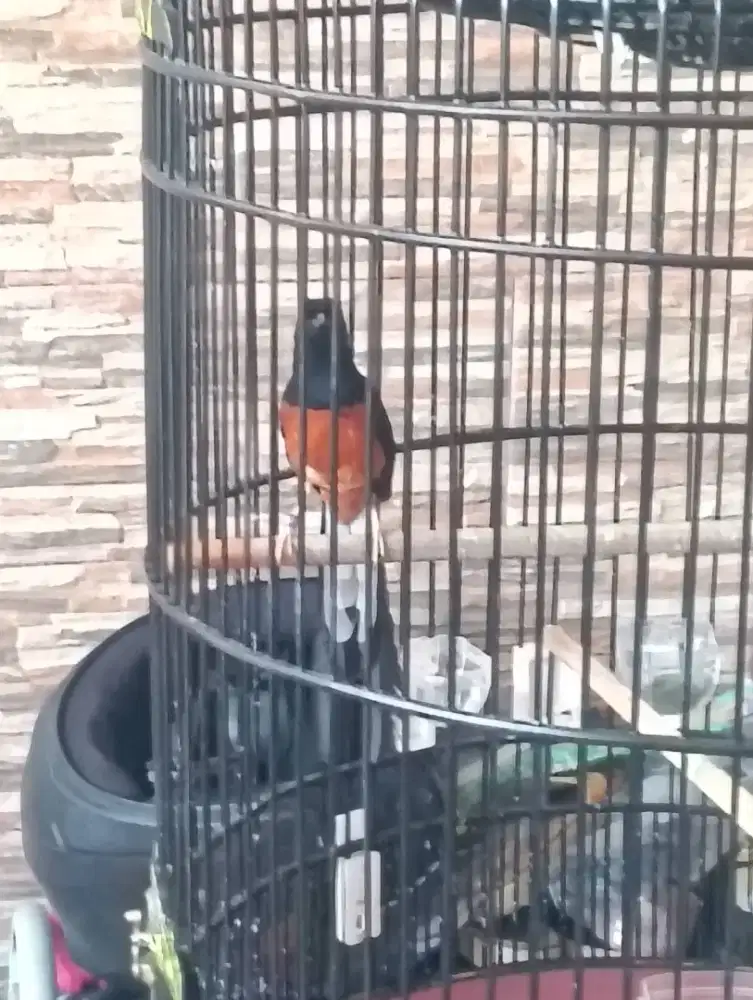 Dijual burung murai batu
