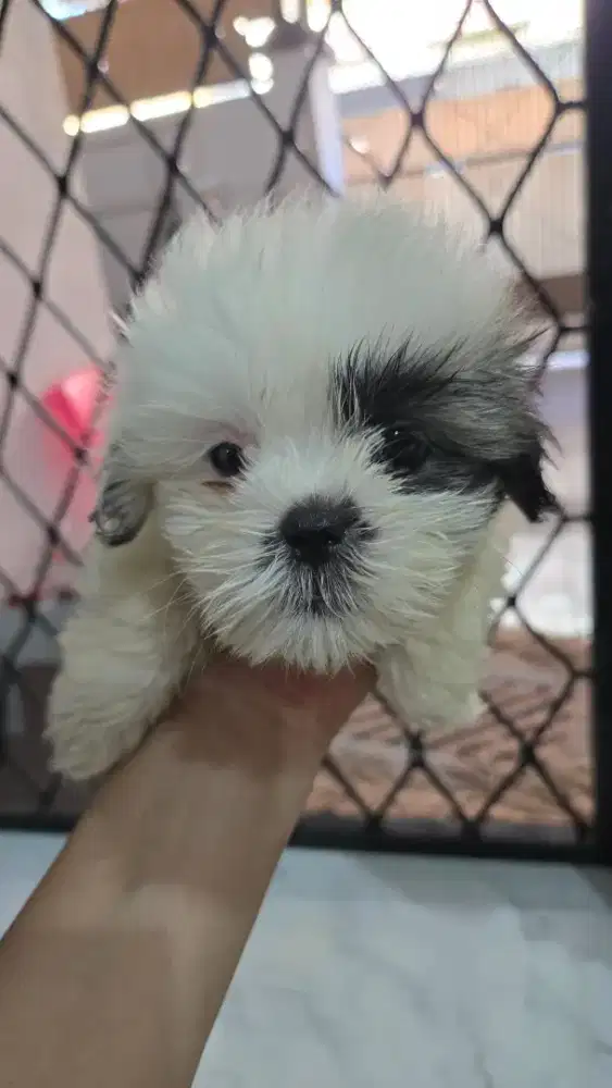 Anakan shitzu asli 1,5 bln