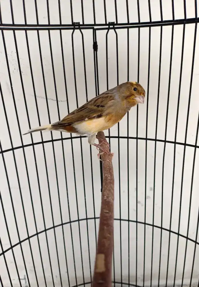 Bond Hijau Starblue Nonstop