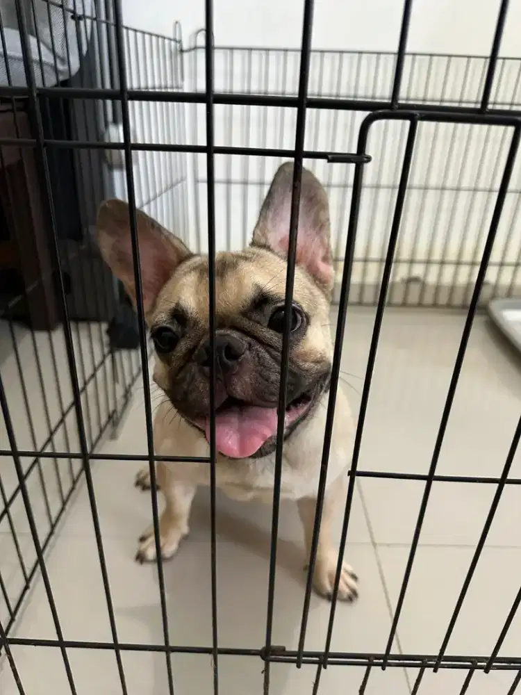 French bulldog betina fawn
