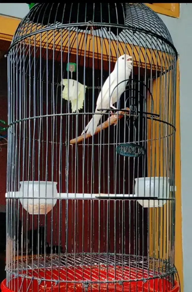 Burung Kenari putih Gacorr joss