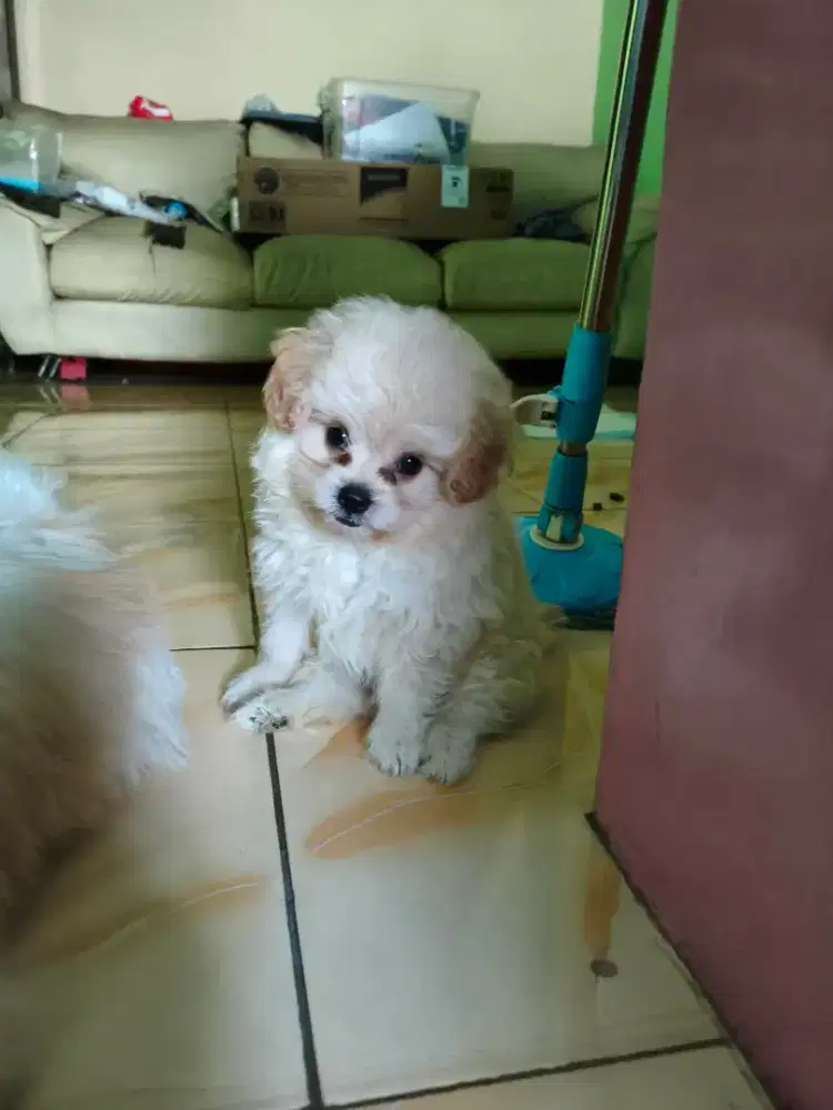 Anjing poodle mix shipom
