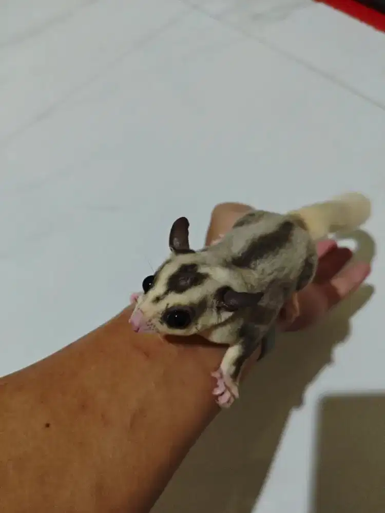 Sugar glider Mozaik Jantan