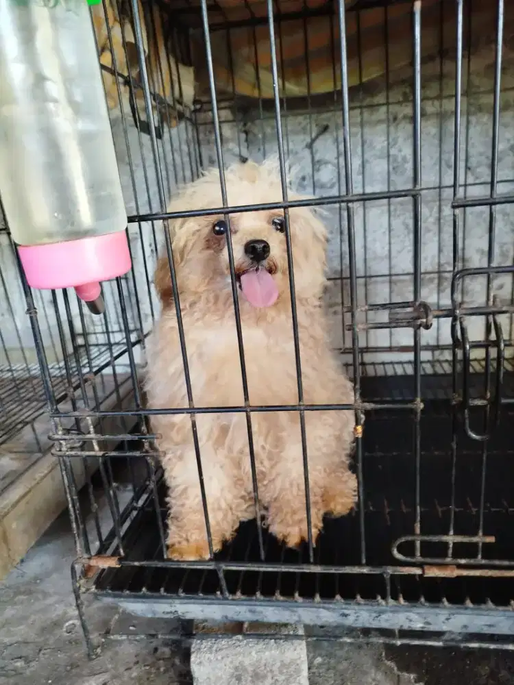 Indukan poodle hamil