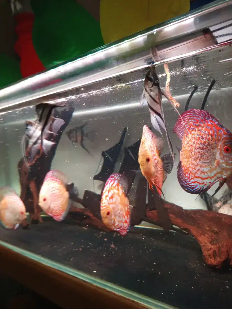 Discus Borongan 5 ekor 1 juta