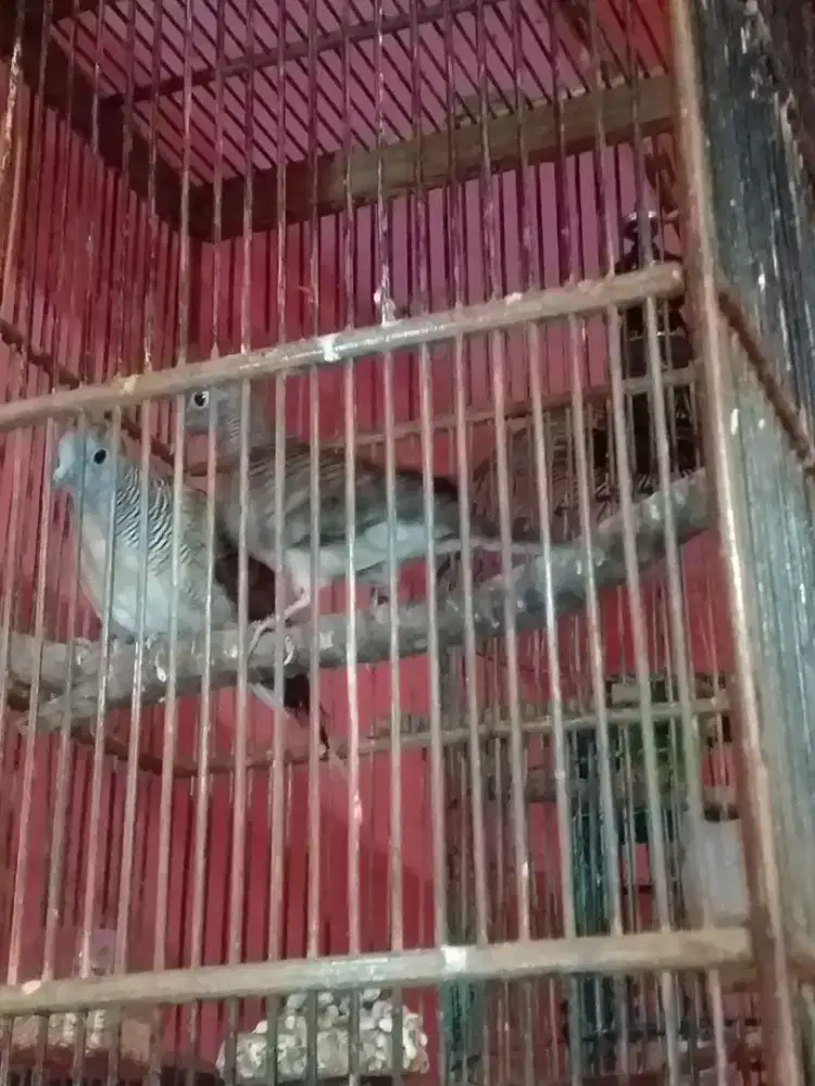 perkutut lokal ples bangkok