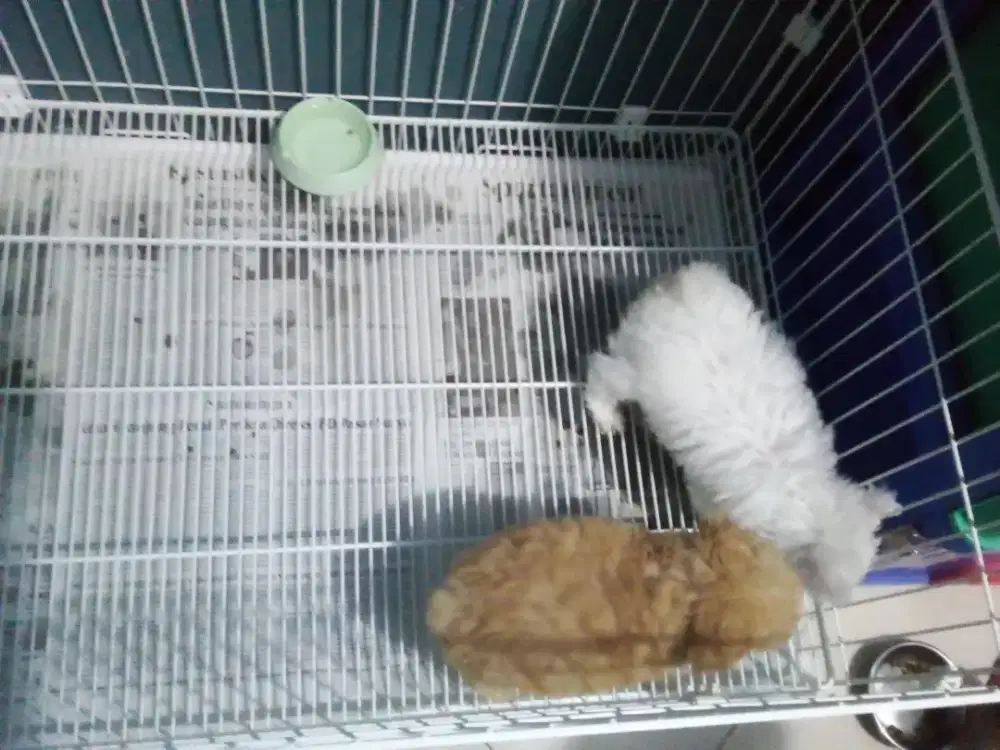 Anjing Poodle Puppy 1 Pasang