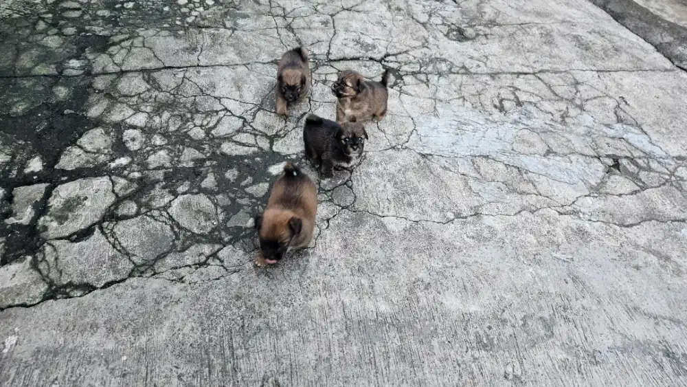 Anjing Ras Kecil Mix Shitzu Mix Corgi