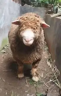 domba merino superan 90kiloanUP siap hewan kurban premium 2026 manteb