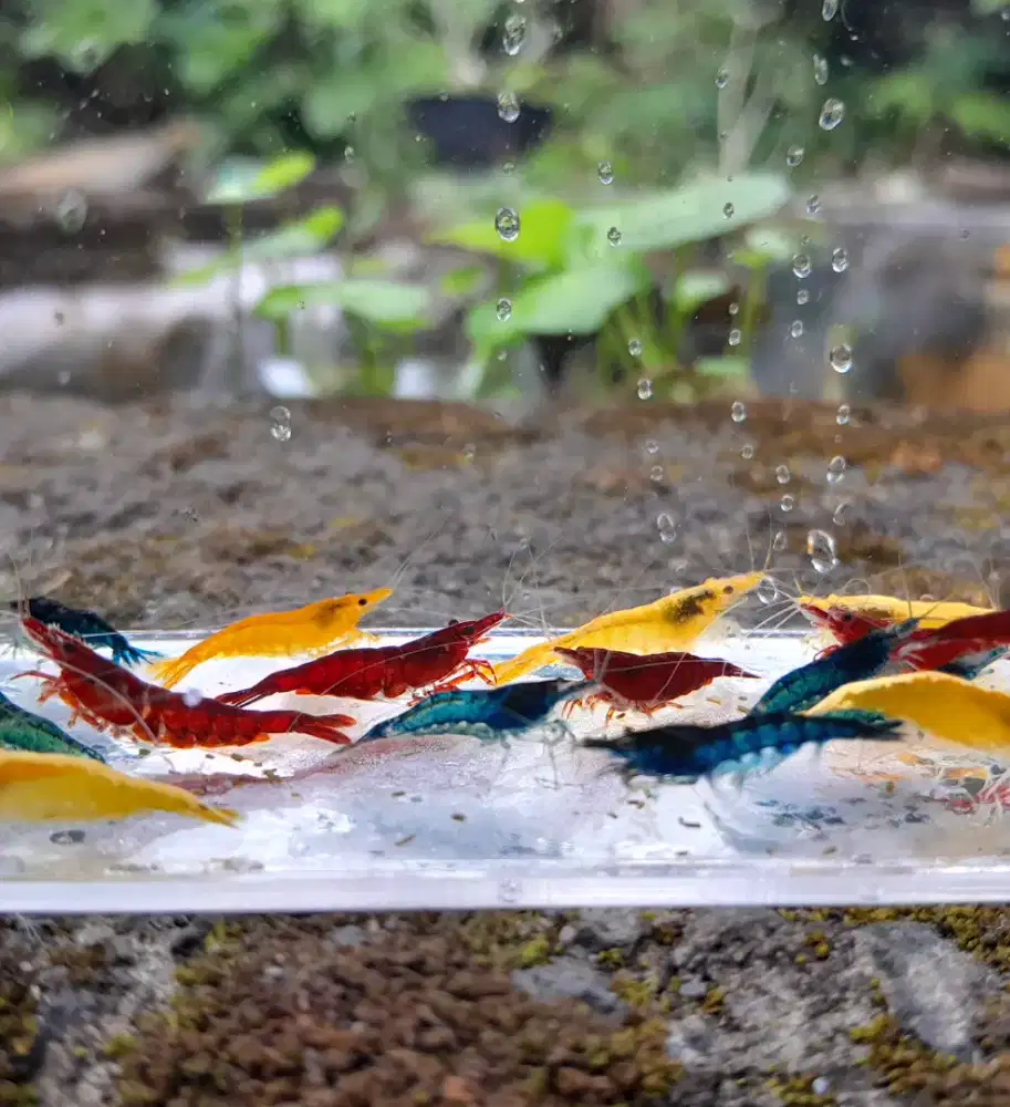 Udang hias aquascape