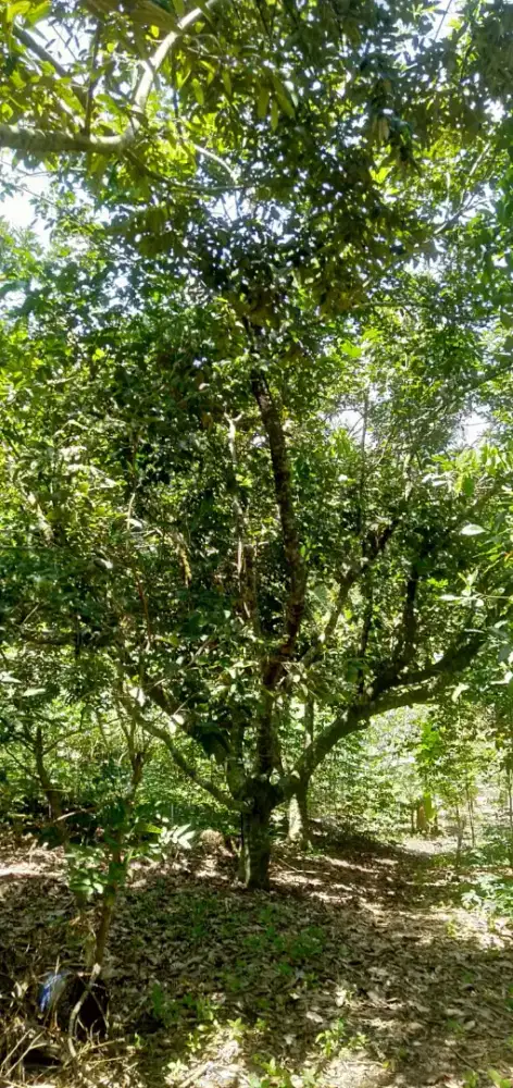 Dijual Cepat Sebidang Tanah