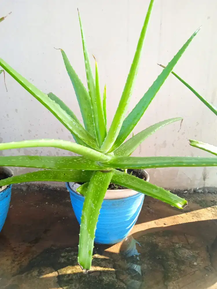 Jual tanaman  lidah buaya