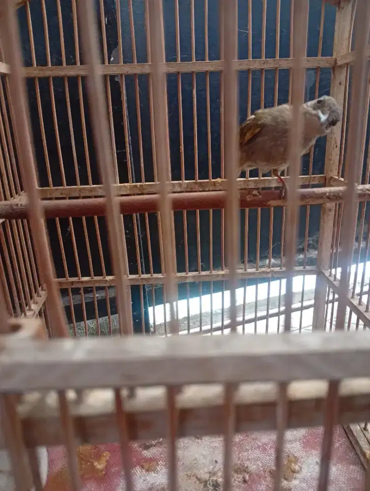 Merbah mata merah gacor