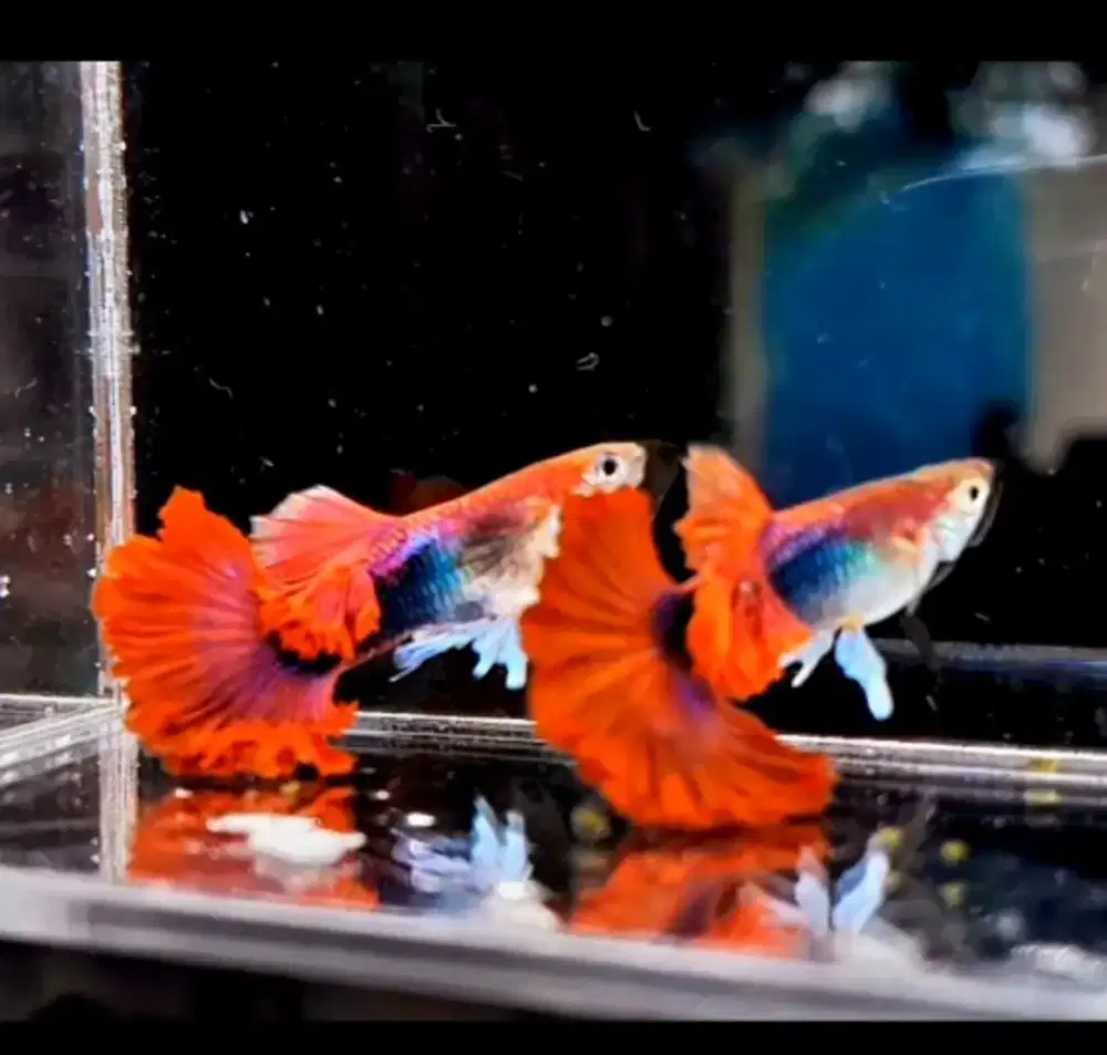 Ikan Guppy Hb Red Rosetail