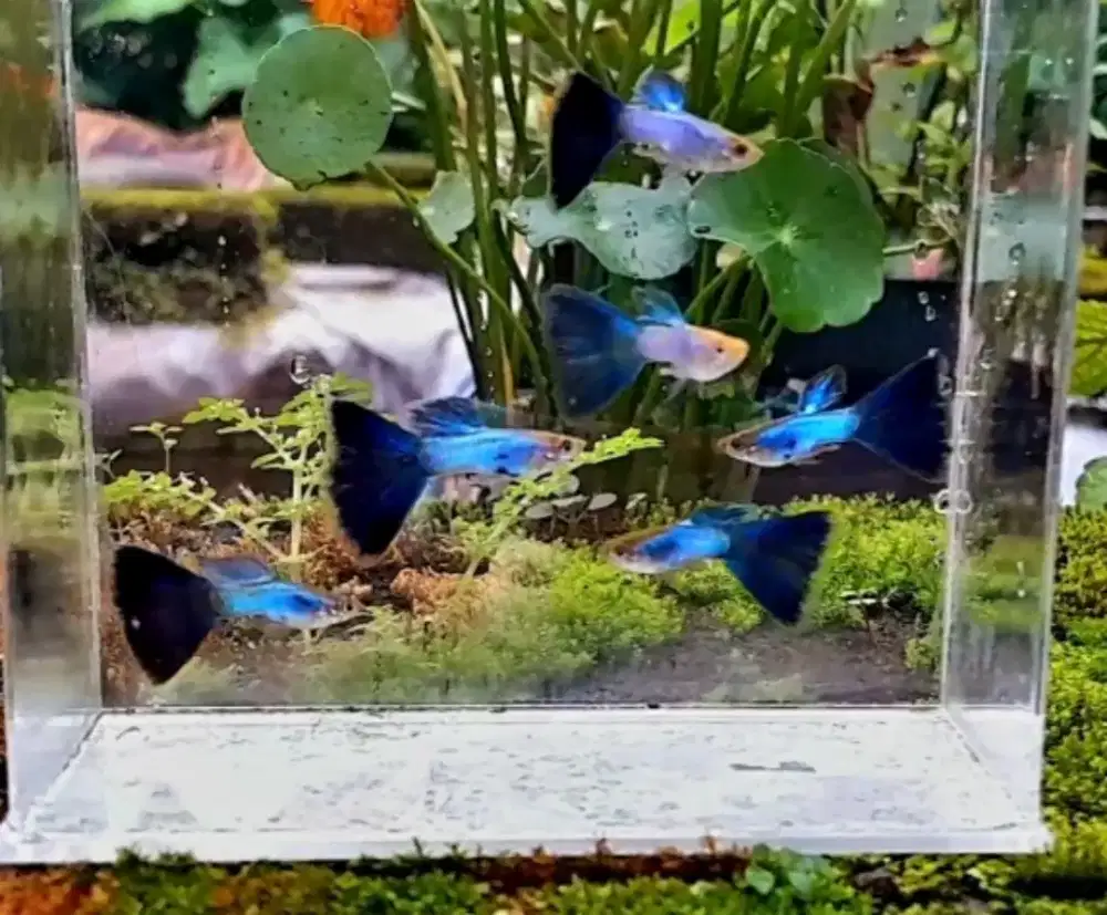 Ikan Guppy Singa Blu Tail