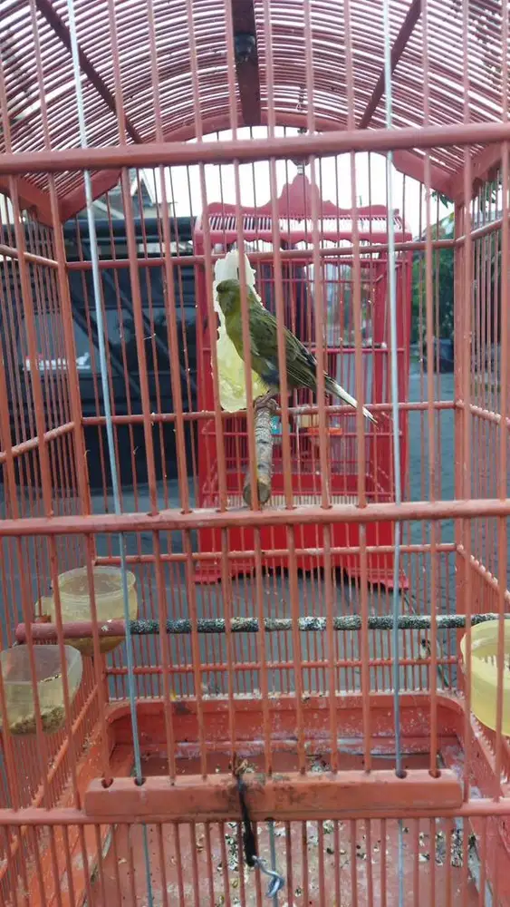 JUAL BURUNG KENARI F1