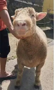 domba merino jumboan 90kiloan superan layak hewan qurban 2026 rawatan