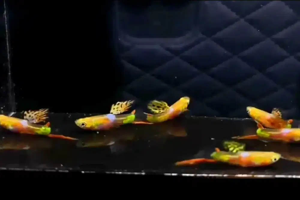 Ikan Guppy Endler Red Cest