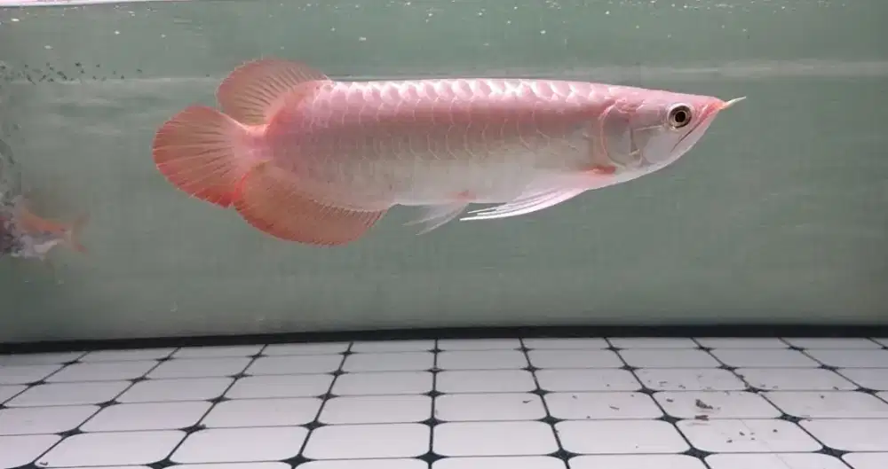 AROWANA SUPER RED 30CM +