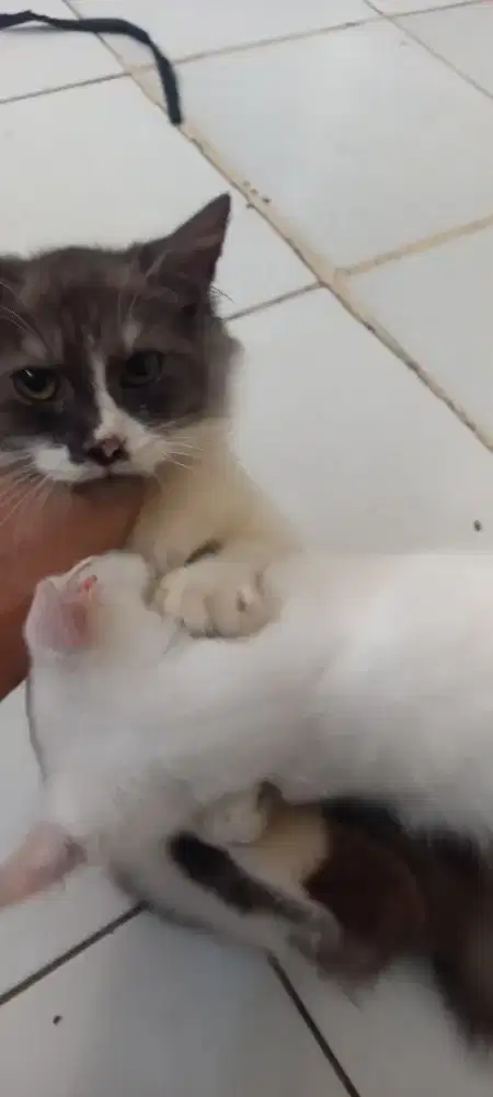 Kitten u 3 bln jantan