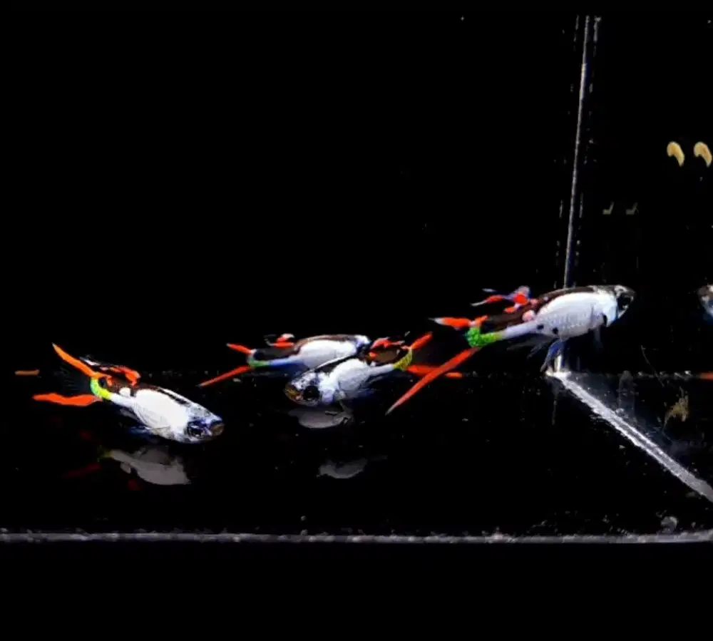 Ikan Guppy Endler Silverado