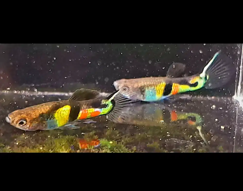 Ikan Guppy Endler El Tiger